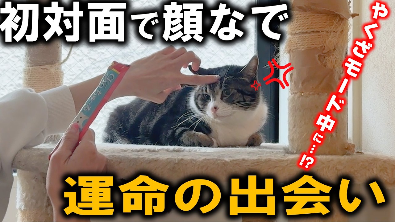 激おこ猫と里親さんのお見合い！絶対殴られる状況でまさかの事態に…