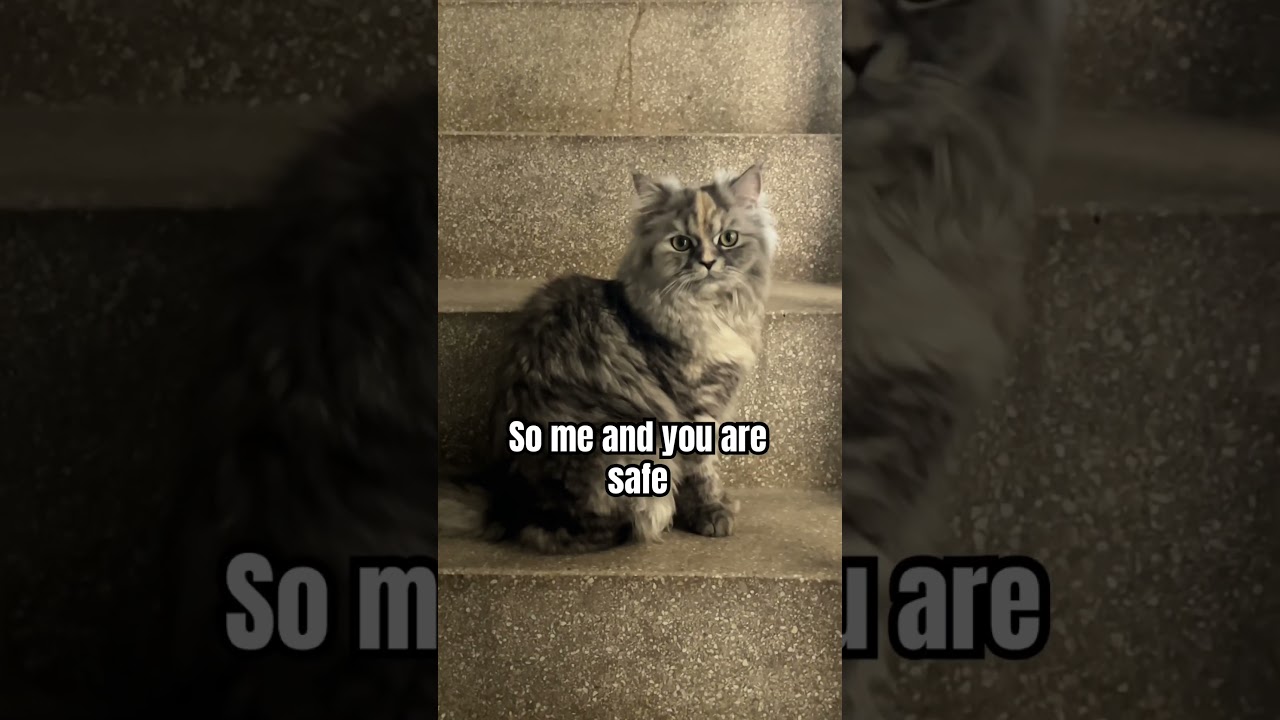 Мы в безопасности😸🐾 