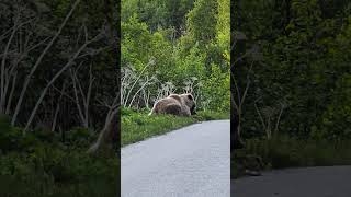 Grizzly Blocks The Path