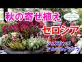【寄せ植え】セロシアを使った寄せ植え　ジュズサンゴ・花胡椒・カルーナなど【シーズン間近】