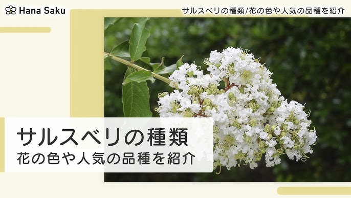 庭のサルスベリ Youtube
