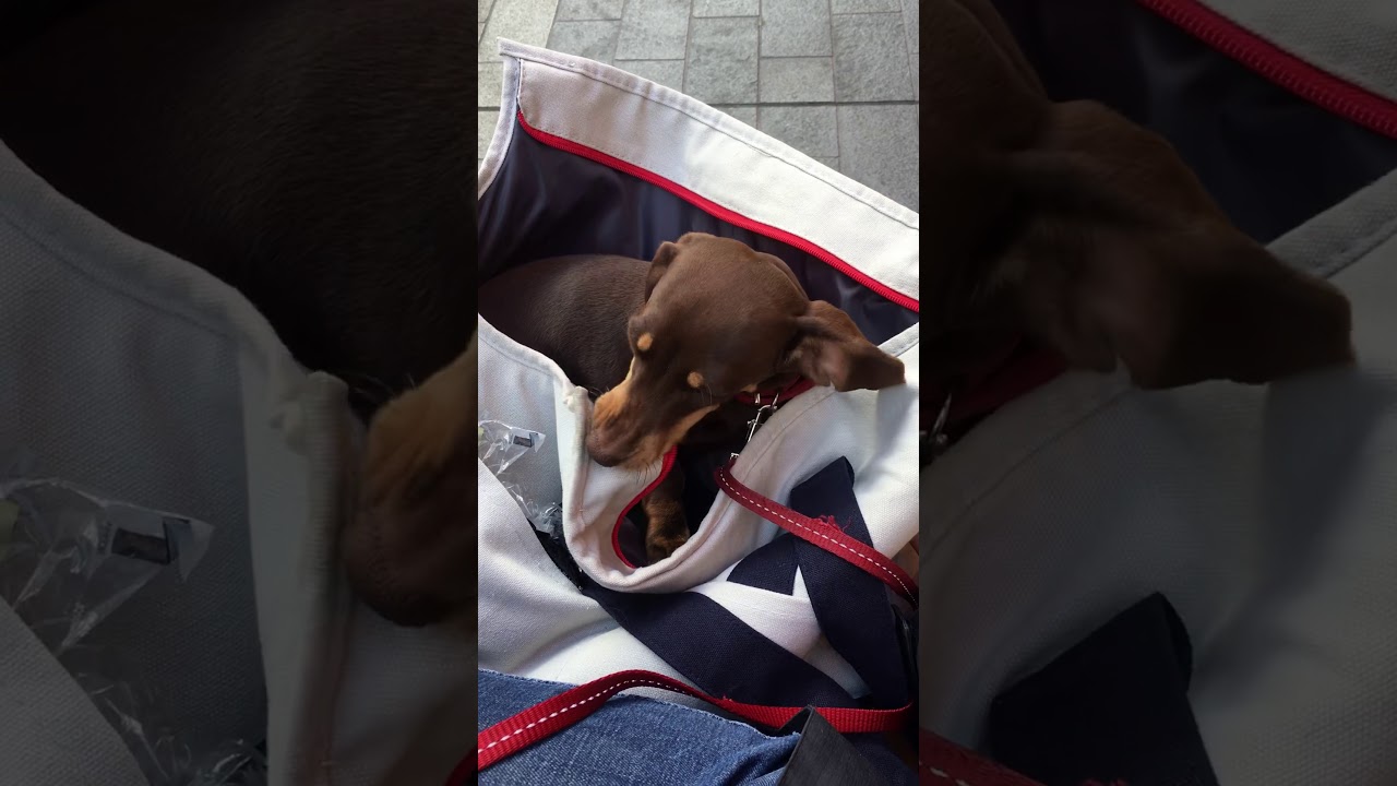 HANDBAG DOG YouTube HANDBAG DOG YouTube