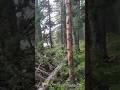 Inside the Siberian forest #tamil #music #song