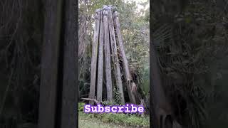 I CAN'T BELIEVE I FOUND THEM! #oldstuff #ruins #nature #explore #follow