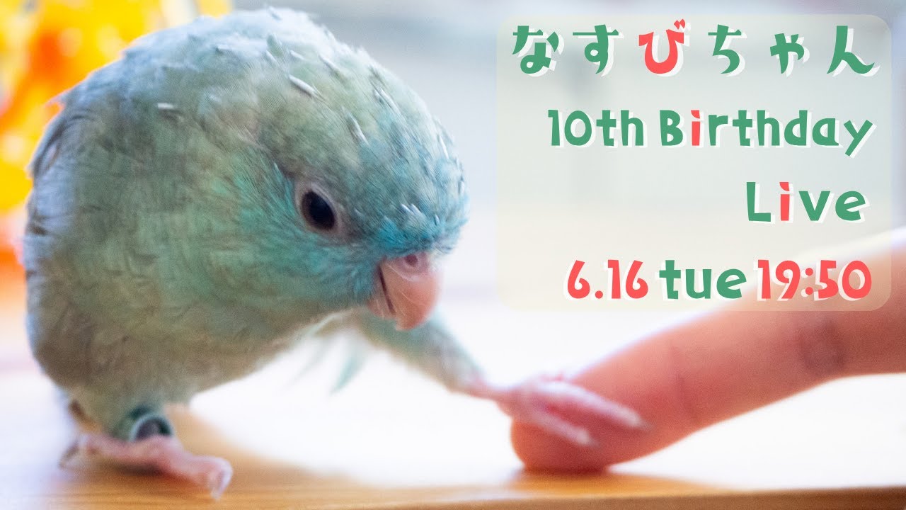 鳥くさいライブ】なすびちゃん10歳のお誕生日会 - YouTube