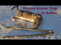 Mojave Scissor Survival Trap in Action. Catching and eating Rats. Primitive Technology