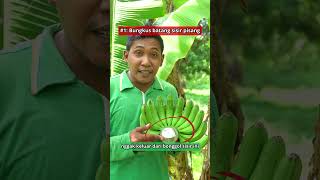 No Hoax! Trik Efektif Perlambat Pisang Matang  #Shorts