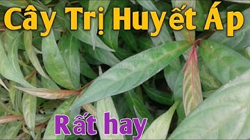 Bài thuốc Trị Huyết Áp rất hay. PHAN HẢI channel.