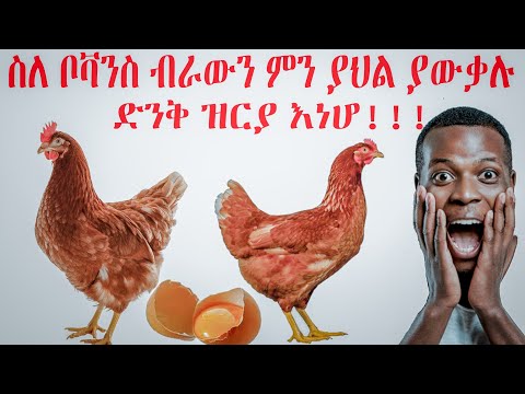 ቪዲዮ: የዶሮ ዝርያዎች-ሌጎርን እና የሩሲያ ነጮች