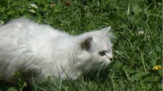 British longhair et Sacré de birmanie.wmv by Golden Moonglade 806 views 11 years ago 2 minutes, 15 seconds