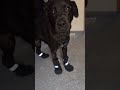 New Shoes!