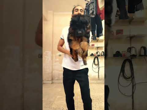 اقوي جرو جيرمن في مصر انتاج مزرعتنا بفضل الله مزرعة أوربية علي أراضي مصرية عصام صاصا