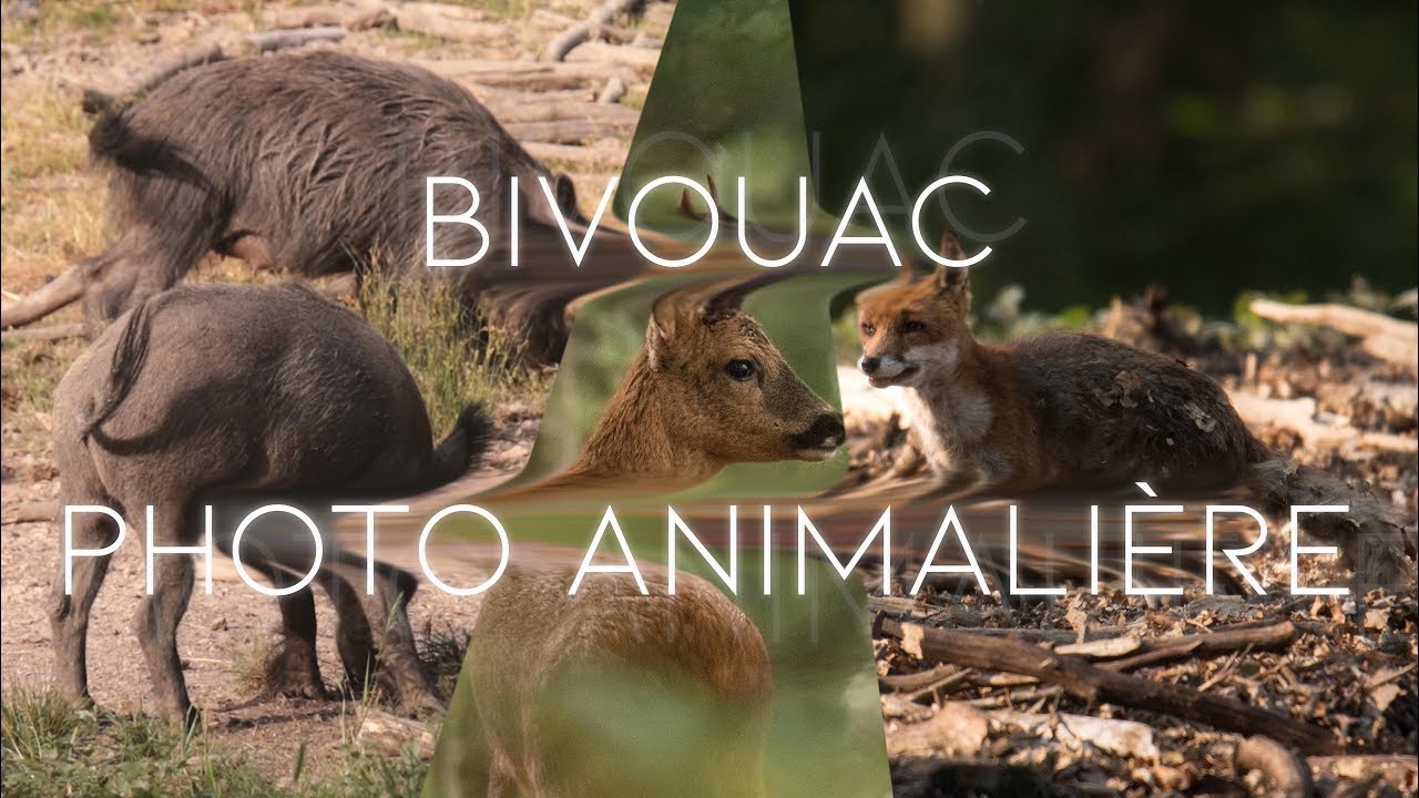 BIVOUAC & PHOTO ANIMALIÈRE - Que de rencontres !