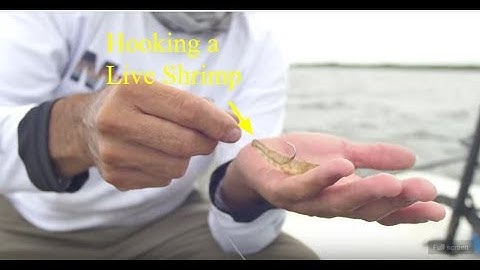 How to hook a live shrimp for flats fishing, sight fishing with live shrimp