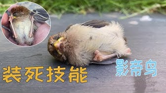 鳥 Youtube 鳥 Youtube