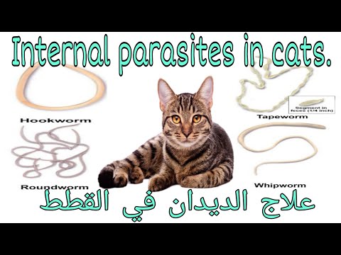 علاج جميع انواع الديدان في القطط..treatment of internal parasites in cats 🐈