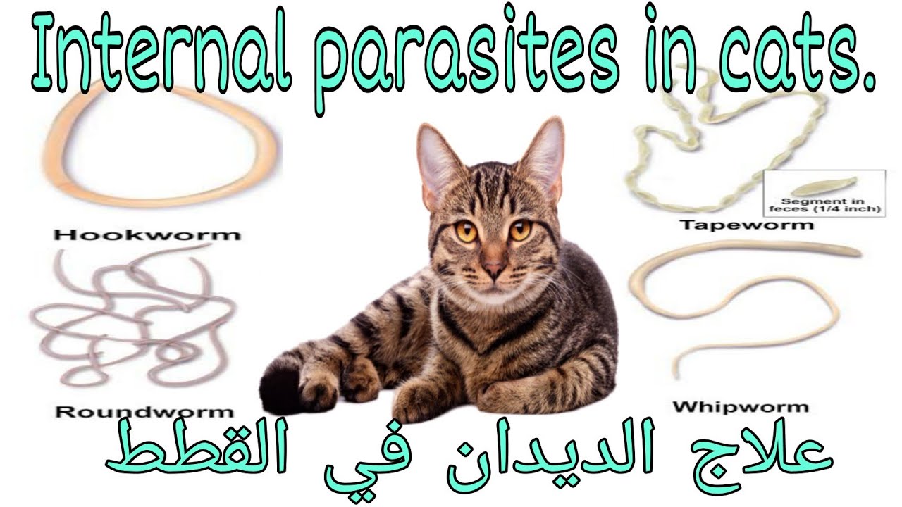 علاج جميع انواع الديدان في القطط..treatment of internal parasites in cats 🐈