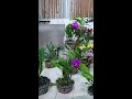 hoa chơi tết #hoalan #orchid #cattleya #damari