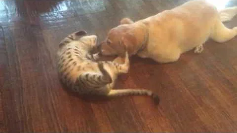 Watch the video about Savannah Cat playing with a Golden Retriever