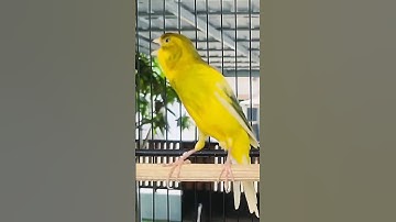 Canary gacor cengkok mewah ful durasi#birds #canary#canario #canarygacor#canarisinging
