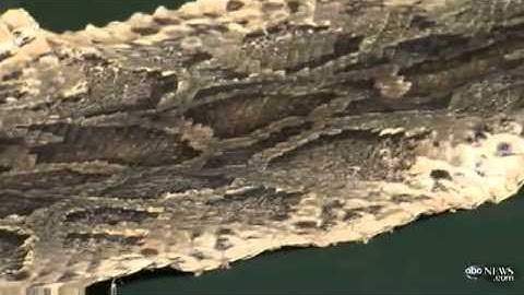 Biggest PYTHON in Florida Snake Hunt Released Back into the Wild | Python Hunt