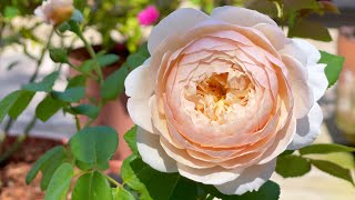 Romantic Roses Compilation - 2021 Edition