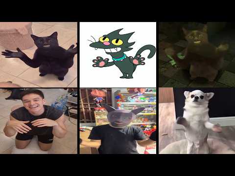 Cat Clapping Hand Original vs Meme Versions