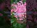 Dreamy Pink Garden 💖Pure Magical Vibes 🌸Nature's Fairy Tale 🦋