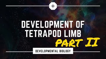 Tetrapod limb development. part II