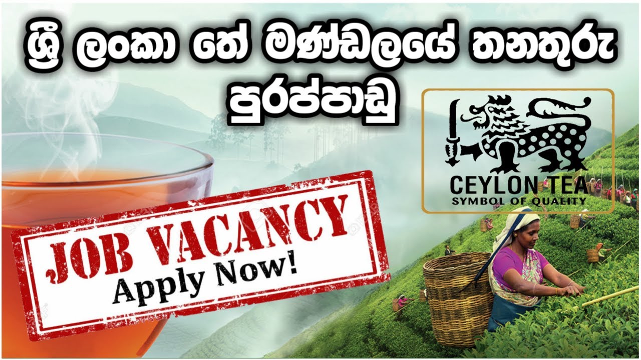 Vacancies of Sri Lanka Tea Board... Shan Creation... YouTube