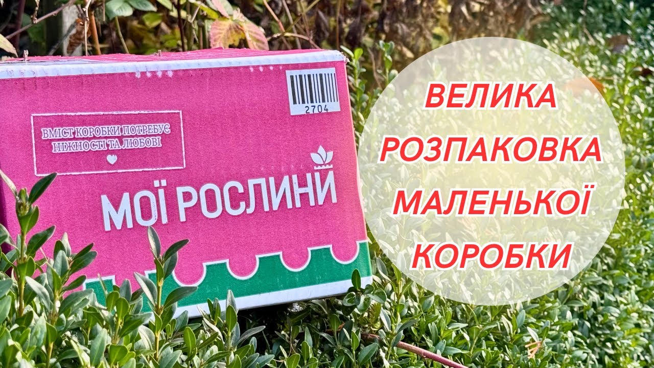 Це треба бачити! Чесна розпаковка цибулин з Флоріуму! Мої враження та огляд якості!