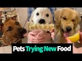 Animals Taste Test New Foods