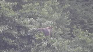 Oso en Asturias en el cerezal , junio 2017