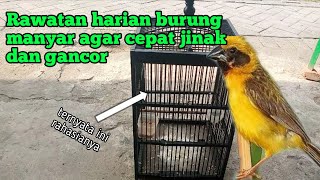 tips rawatan harian burung manyar agar cepat jinak dan gancor