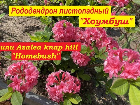 Video: Rhododendron Luteum – Азалия ыргай өсүмдүктөрүн кантип өстүрүү керек