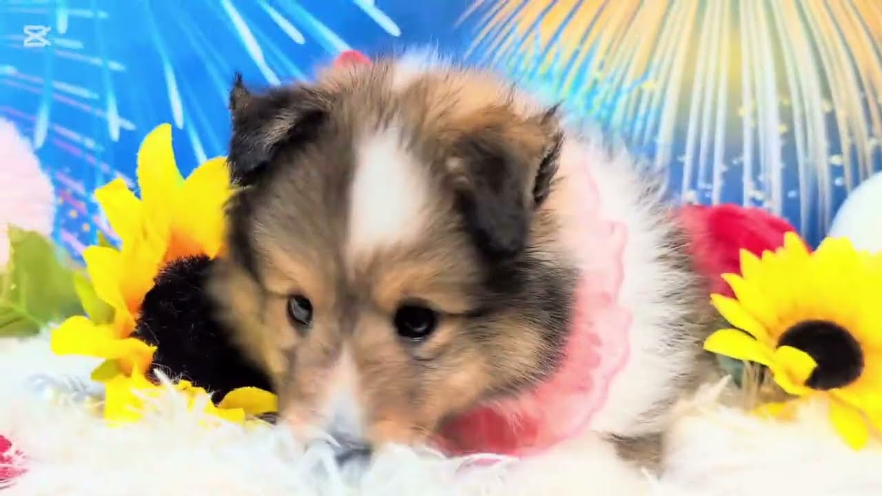 シェルティちゃん - YouTube
