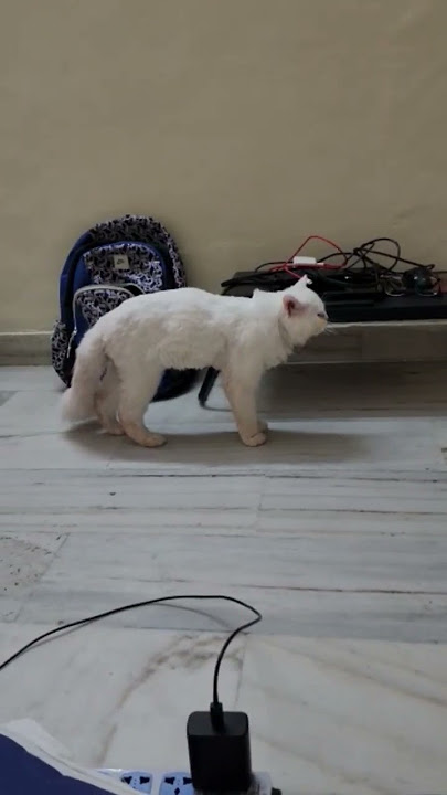 Kucing Jantan yang Sedang Berahi 🔥 #shorts