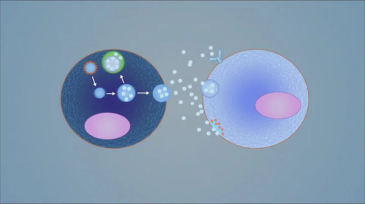 What is the therapeutic potential of exosomes?