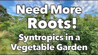 Live Roots increase your Organic Matter - Syntropics in a Vegetable Garden - Summer 2026 February