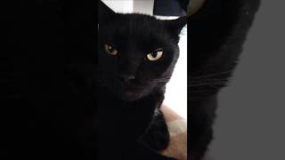 Мем с котом #shorts