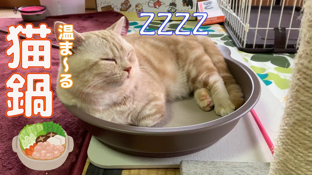 冬の定番 猫鍋を作ってみた Youtube