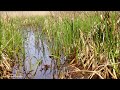 Marouette ponctuée et râle d&#39;eau, comportement territorial