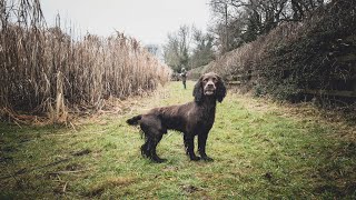 Rico The Working Cocker - Mid Week Beating in January by Rico The Working Cocker Spaniel 1,043 views 4 months ago 9 minutes, 26 seconds
