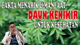 FAKTA MENARIK SERTA MANFAAT DAUN KENIKIR UNTUK KESEHATAN