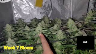 Orange Creampop & Granny Candy Week 7 BLOOM