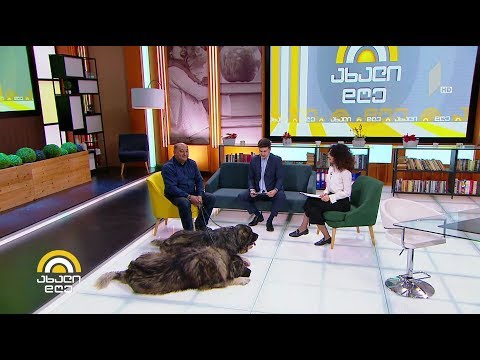 #ახალიდღე ძაღლის ქართული ჯიშების ზოგიერთ სახეობას გადაშენება ემუქრება