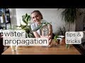 How to WATER PROPAGATE | Water Propagation Tips & Tricks