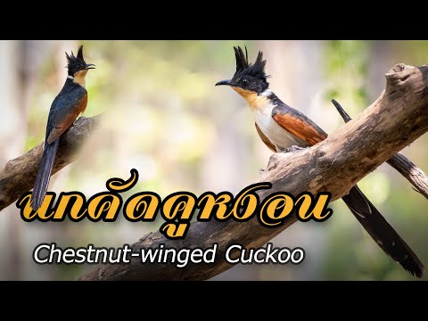 นกคัดคูหงอน : (Chestnut-winged Cuckoo) กับทรงผมเท่ๆ :))