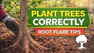 How to Plant Trees Correctly | Root Flare & Tree Planting Mistakes