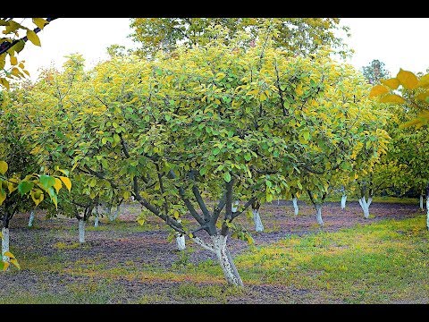 Video: Albaricoque Del Norte (híbrido De Albaricoque Común Y Manchuriano) - Propagación Por Esquejes